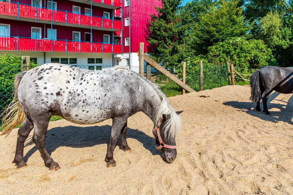 Een foto van Familiehotel Reiterhof Runding