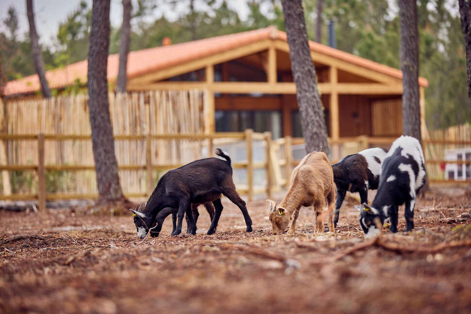 Een foto van Center Parcs Les Landes de Gascogne