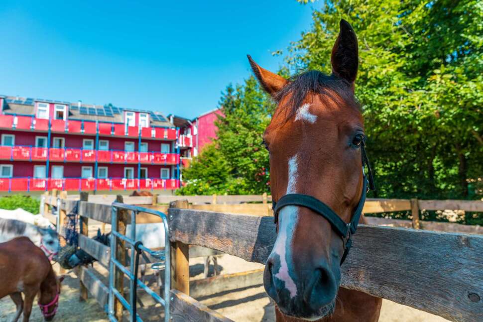 Een foto van Familiehotel Reiterhof Runding