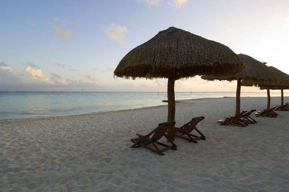Een foto van Oasis Palm