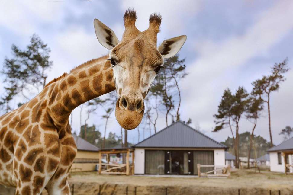 Een foto van Safari Resort Beekse Bergen
