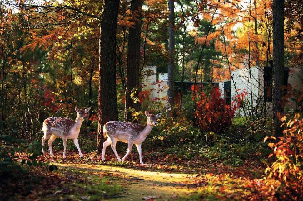 Een foto van Center Parcs Les Trois Forets