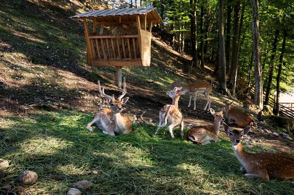Een foto van Eko Resort Pod Veliko Planino