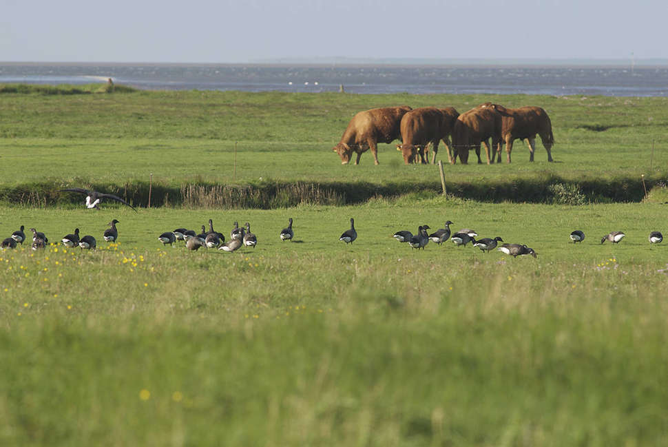 Een foto van Ribe Byferie