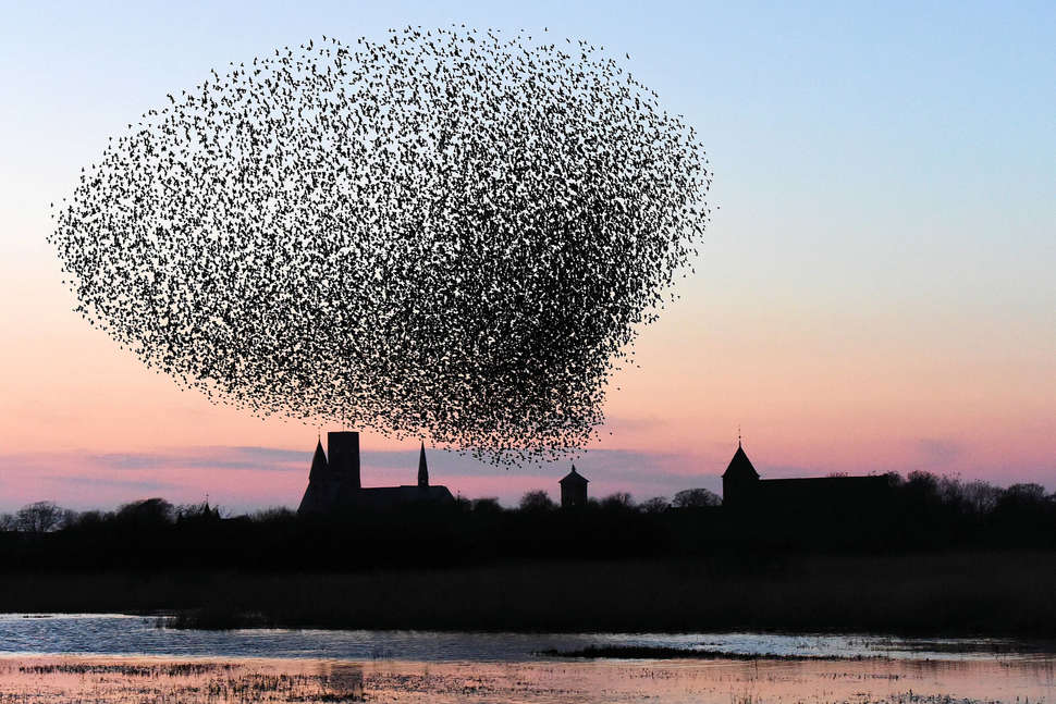 Een foto van Ribe Byferie