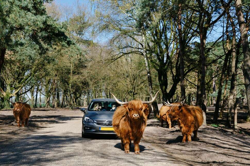 Een foto van Lake Resort Beekse Bergen