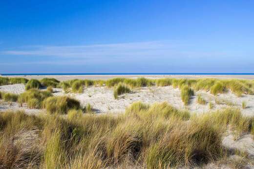 Renesse